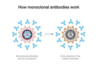 Monoclonal antibodies